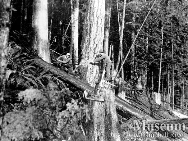 Falling a tree using a crosscut saw