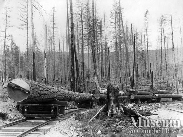 A loaded log train near Rock Bay area